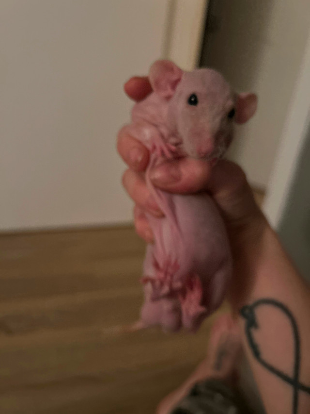 Bébé rat mâle à donner dans Petits animaux à adopter  à Ouest de l’Île - Image 2