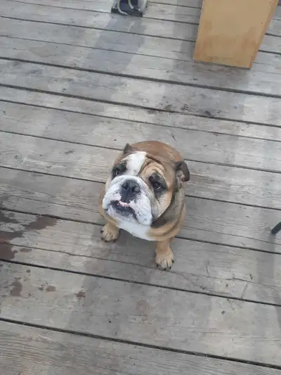 1 year old Female English bull dog, View more