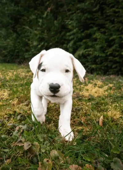 Dog Training, View more