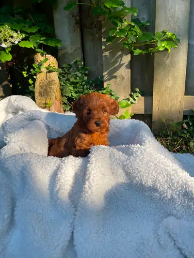 Sweet, adorable, playful F1B Mini Red Golden-Doodles looking for a loving home READY TO GO HOME!! Th...