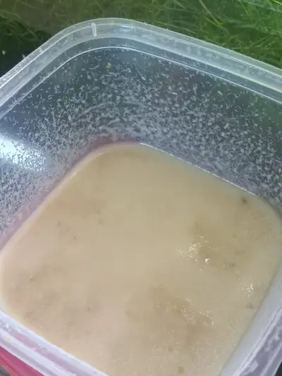 Microworm starter culture, View more