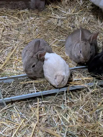 Flemish Giant Cross bunnies 50% flemish giant 25% New Zealand and 25% Rex Unsexed. Born Jan 23rd, 20...