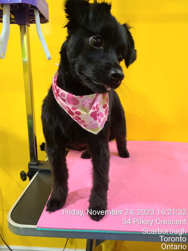 Pet grooming in Scarborough  in Animal & Pet Services in City of Toronto - Image 2