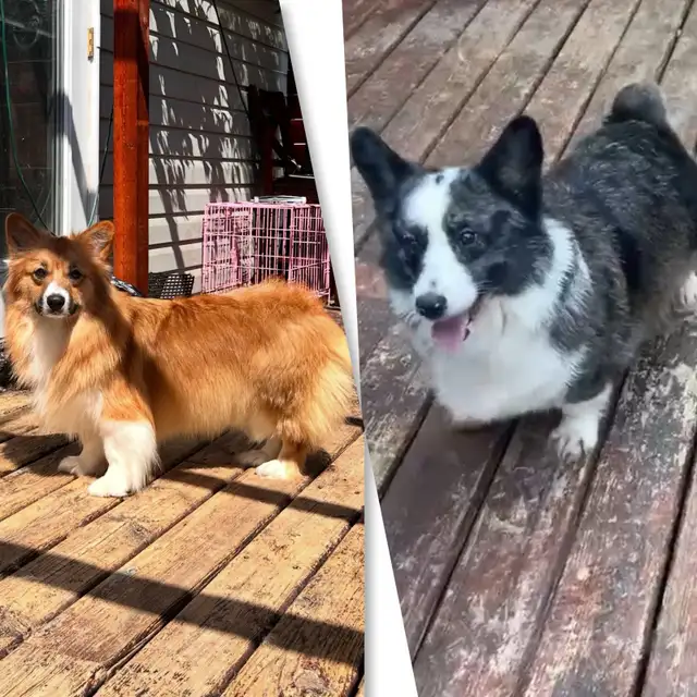 Fluffy Pembroke Welsh Corgi Puppies (2 litters) in Dogs & Puppies for Rehoming in Edmonton - Image 3