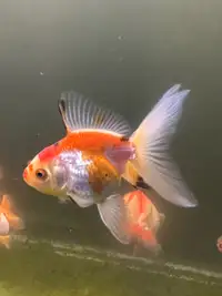 Tri-color oranda gold fish (3 inches)