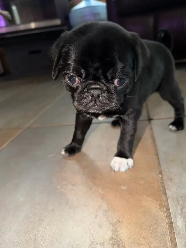 Purebred Pug Puppy 1  black female left ready to go now in Dogs & Puppies for Rehoming in City of Toronto - Image 2