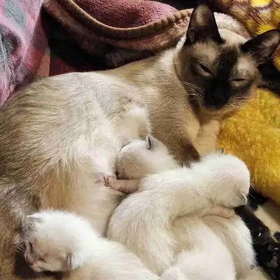 Magnifiques bébés Siamois Cinq nés le 3 mai Quatre nés le 9 mai. Maman Léonie Seal point Maman Missy...