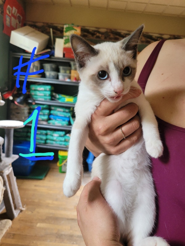 Très jolies siamois croisé snowshoe Chats et chatons à adopter