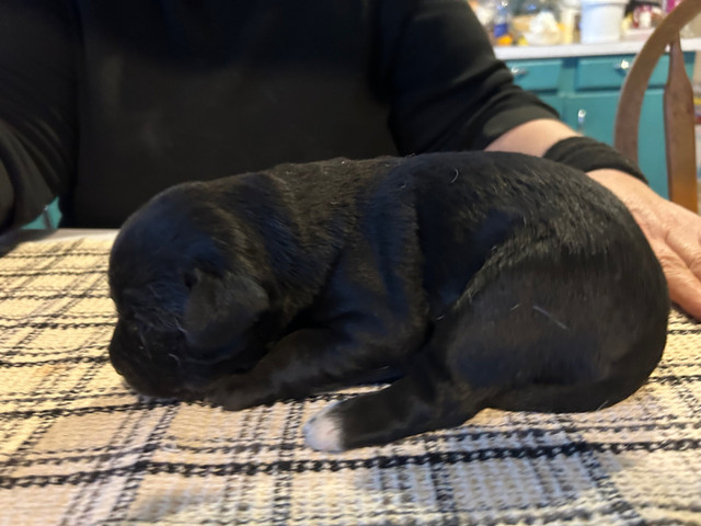 Lab Puppies in Dogs & Puppies for Rehoming in Terrace - Image 2