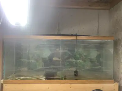 aquarium standard 55 gallon for sale., View more