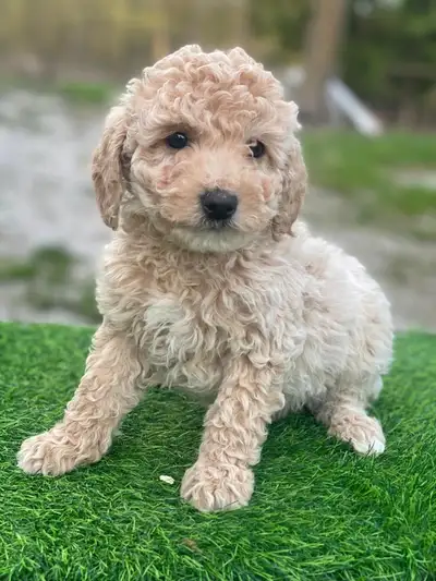 Bichonpoo puppy available, View more