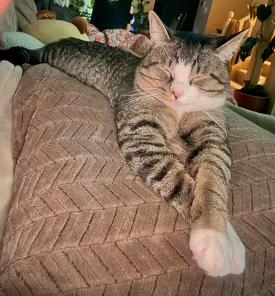 Beautiful tabby male cat 1 year-old, View more