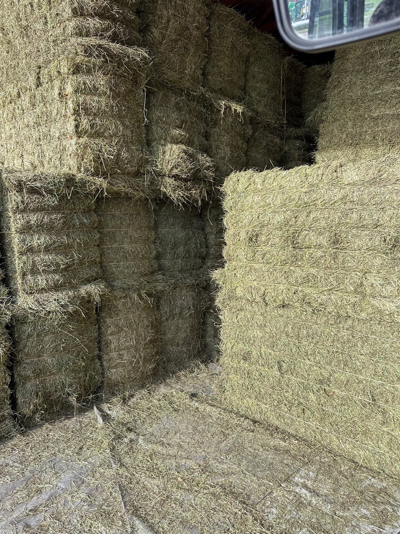 Horse Quality timothy hay large squares Equestrian & Livestock