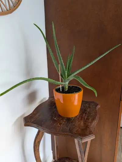 Plante ALOES et cache-pot céramique, View more