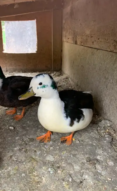 call ducks, View more