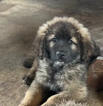 Leonberger 12 weeks , View more