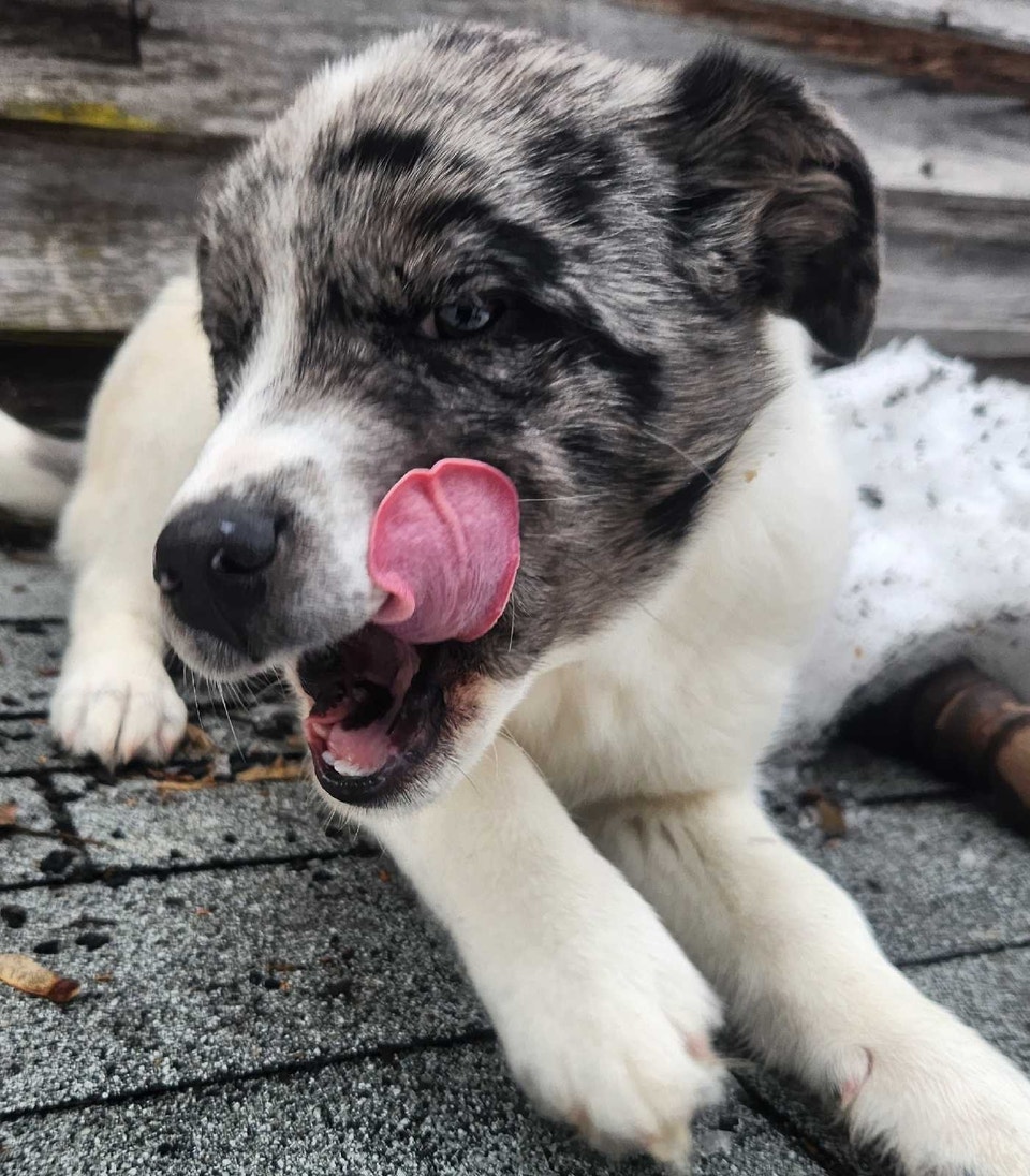 Femelle Labrador X Berger Australien | Dogs & Puppies for Rehoming ...
