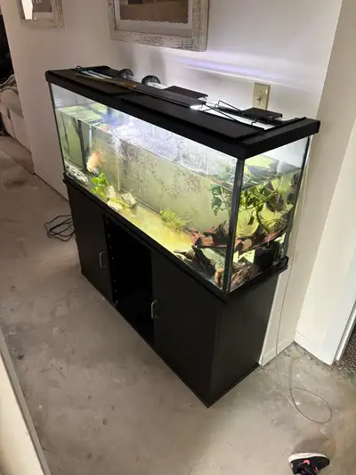 60 gallon full set up with stand and fish , View more