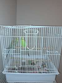 Parakeet pair. Cage included