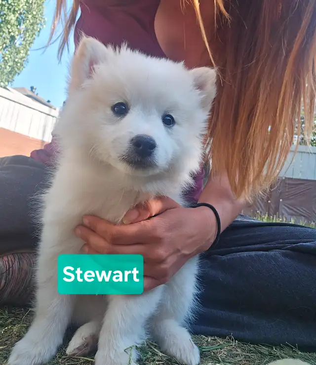 *Only 4 left!* Pomimo puppies in Dogs & Puppies for Rehoming in Edmonton - Image 5