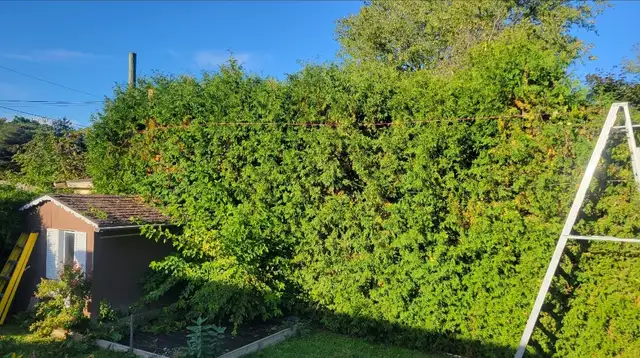 Tree Removal & Yardwork in Patio & Garden Furniture in Oakville / Halton Region - Image 7