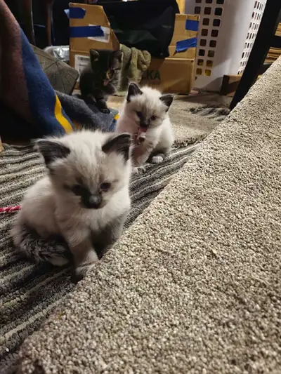  Beautiful Chocolate Seal Point Siamese Kittens – Born May 30th, View more
