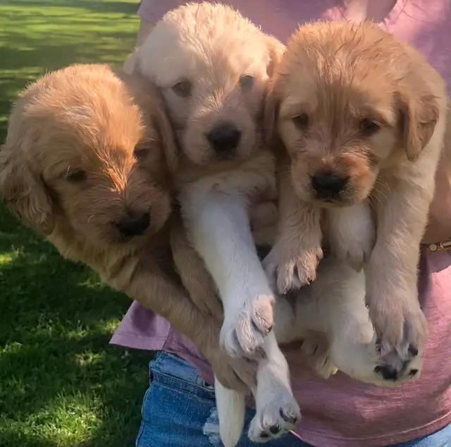 Labradoodle Puppies in Dogs & Puppies for Rehoming in Leamington - Image 6