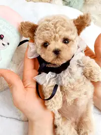 Tiny/Toy hypoallergenic poodle puppies