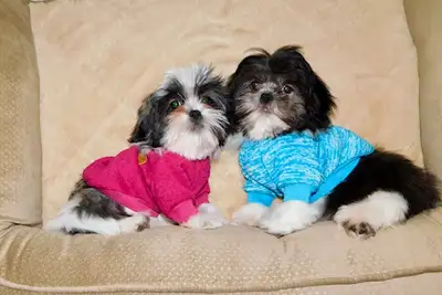 Malshi puppies, View more