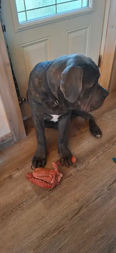 chiots cane corso a venre, View more