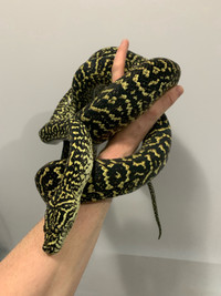 1.0 Zebra Jungle Carpet Python