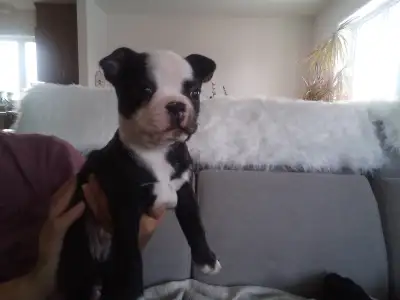 Boston terrier prêt à partir., View more