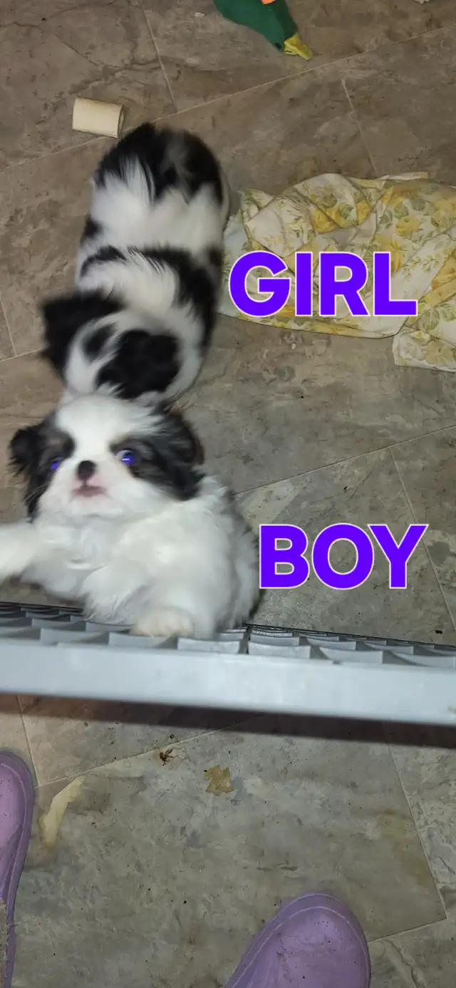 JAPANESE CHIN in Dogs & Puppies for Rehoming in Calgary - Image 3