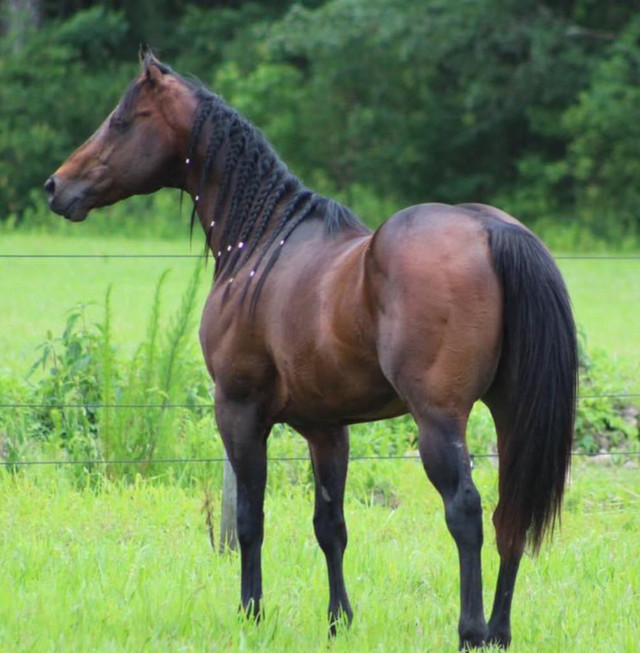 Unbelievable bloodlines, AQHA, proven. in Horses & Ponies for Rehoming in Sudbury