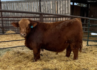 Red and black yearling Simmental Bulls 