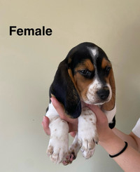 BEAGLE PUPPIES ready to go may 10th