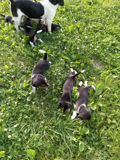 beagle puppies , View more