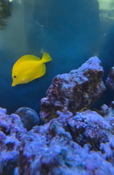 Healthy yellow tangs available Message me for any questions Check my page out for many fish and more