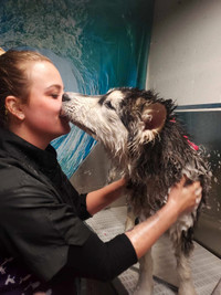 dog grooming northside Edmonton (spring discounts)