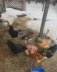 Barnyard Mix Chicks