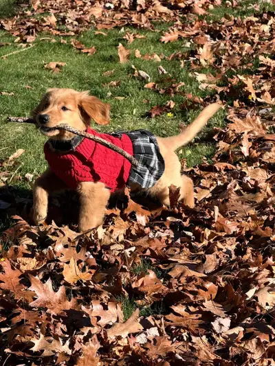 Golden Retriever Girls, View more