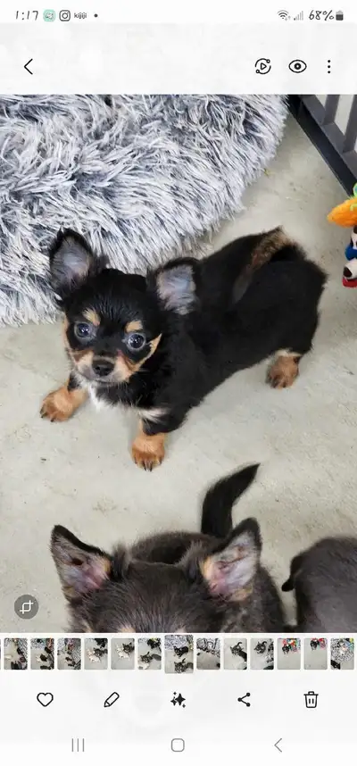 Chihuahua gorgeous puppies from Reputable Breeder, View more