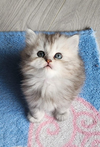 Persian kittens 