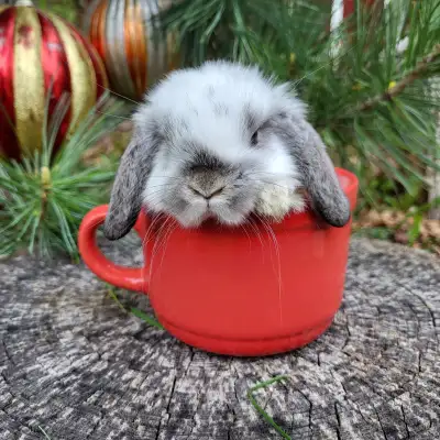 Bébés lapins béliers hollandais nains * baby Holland lop bunny, View more