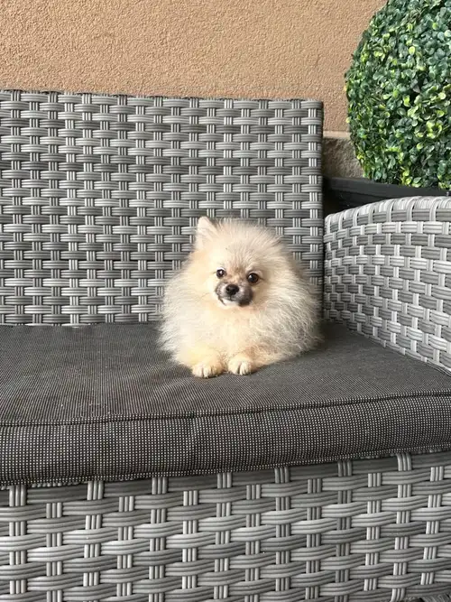 We have a beautiful Pomeranian puppy ready to join a caring and responsible family! Details: Breed:...