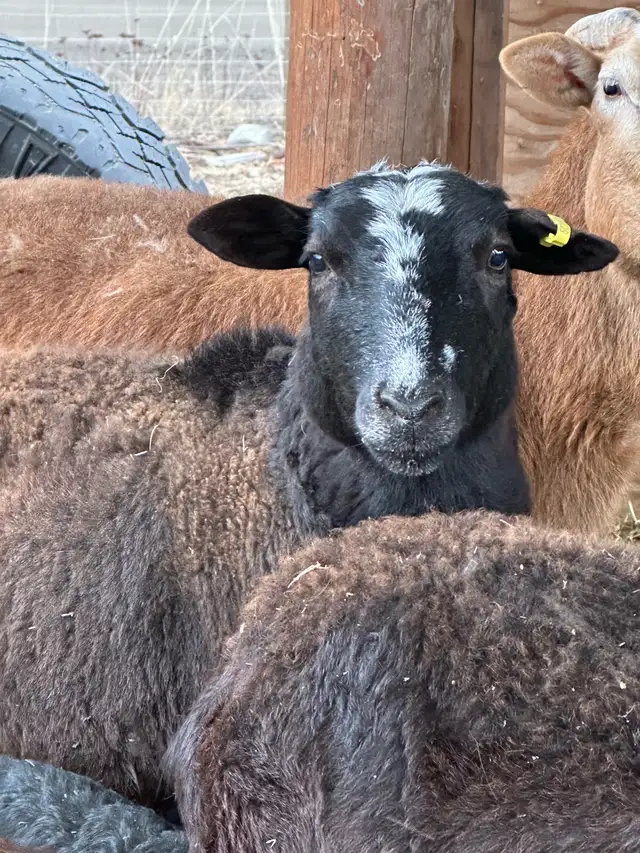 painted desert ewes  in Livestock in Vernon - Image 3