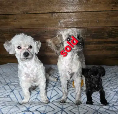 2 male toy poodle puppies left, View more