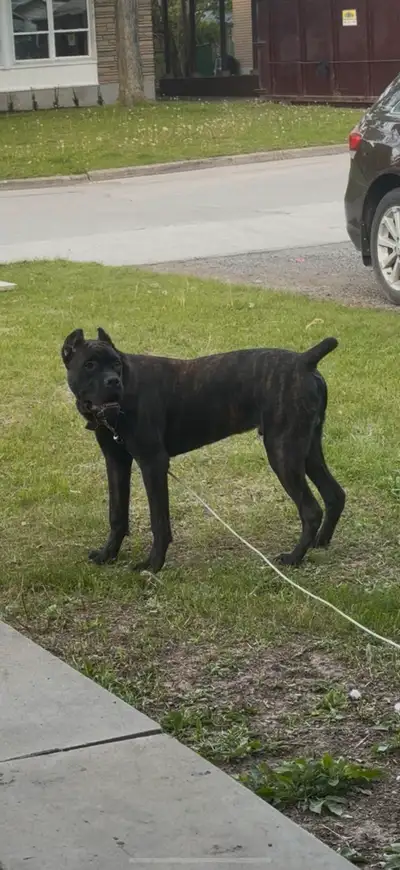 Male cane corso not registered not fixed born in 22/10/2024 playful have ear and tail done 3 shot of...
