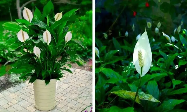 PLANTES, PLANTES, PLANTES EN PLEINE SANTÉ !!!!! in Other in Laval / North Shore - Image 3