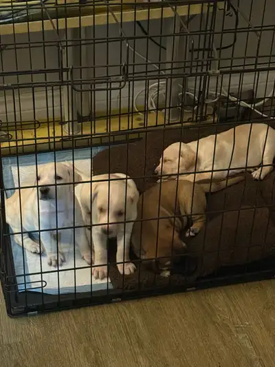 EDIT 2 Males have been sold only one girl( white) and boy (brown) are left I’m selling my lab+mastif...